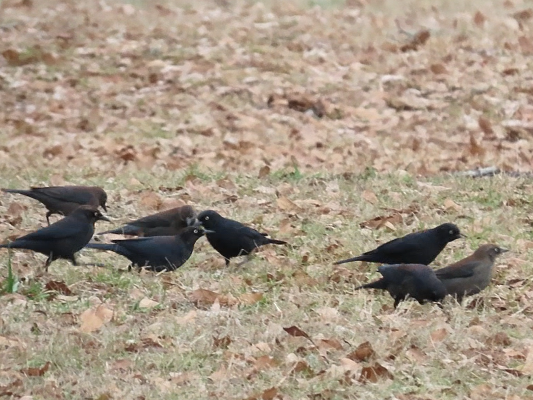 Rusty Blackbird - ML628635962
