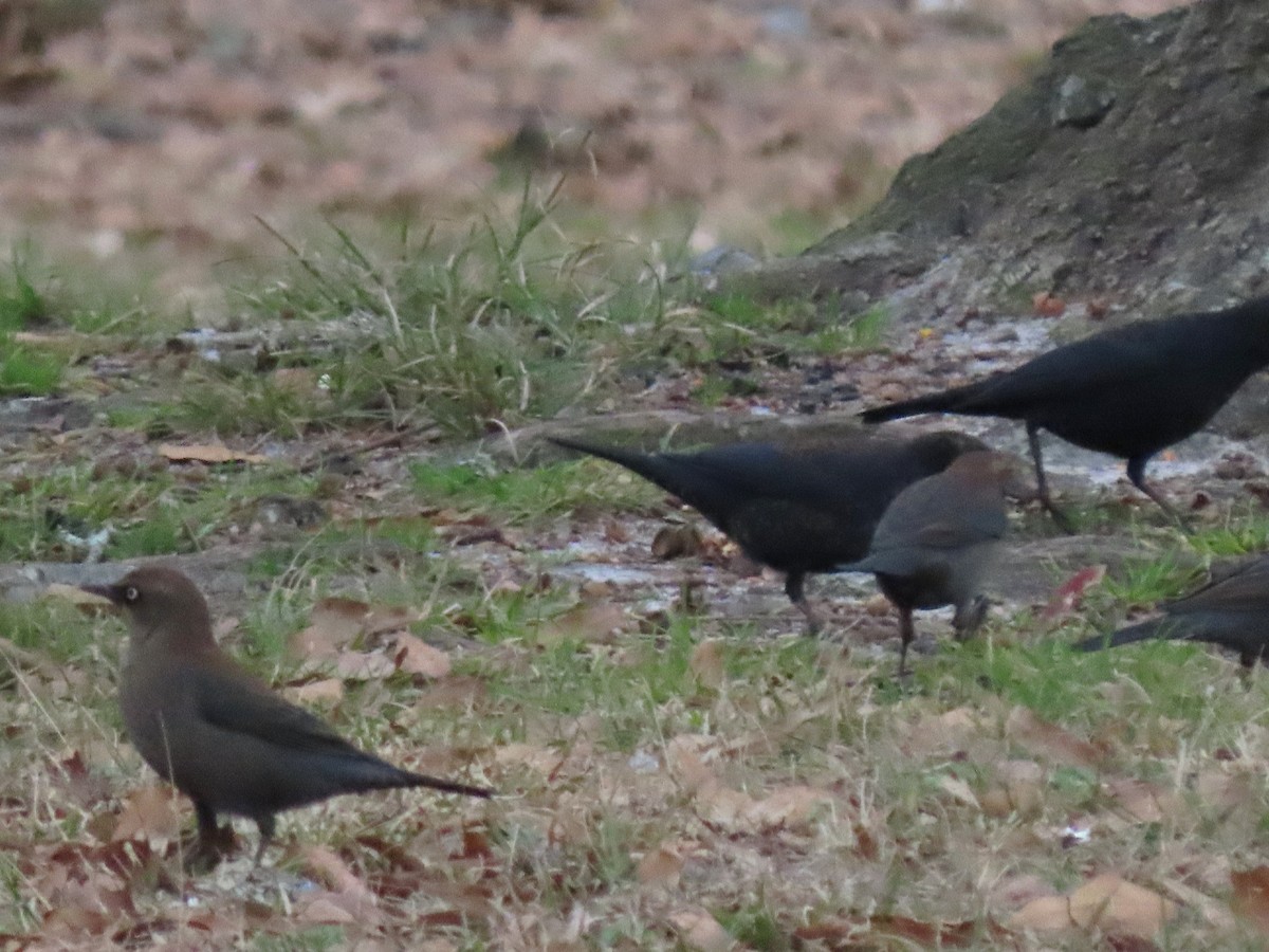 Rusty Blackbird - ML628635963