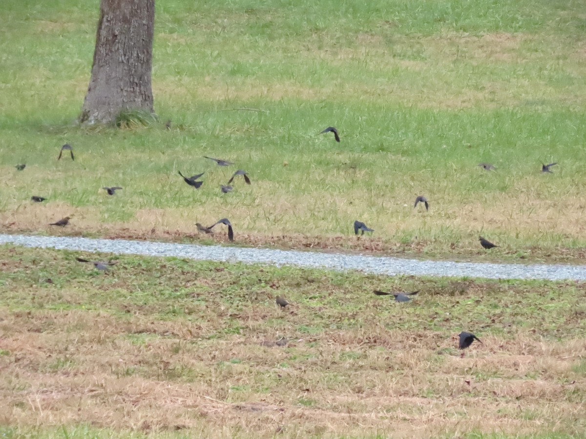 Rusty Blackbird - ML628635977