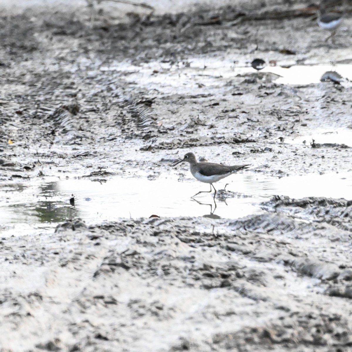 Solitary Sandpiper - ML628636001