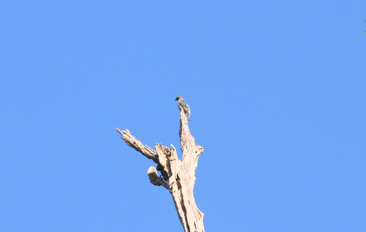 Lovely Cotinga - ML628636025