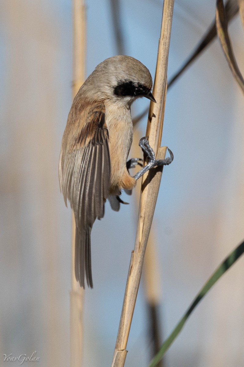 Eurasian Penduline-Tit - ML628636044