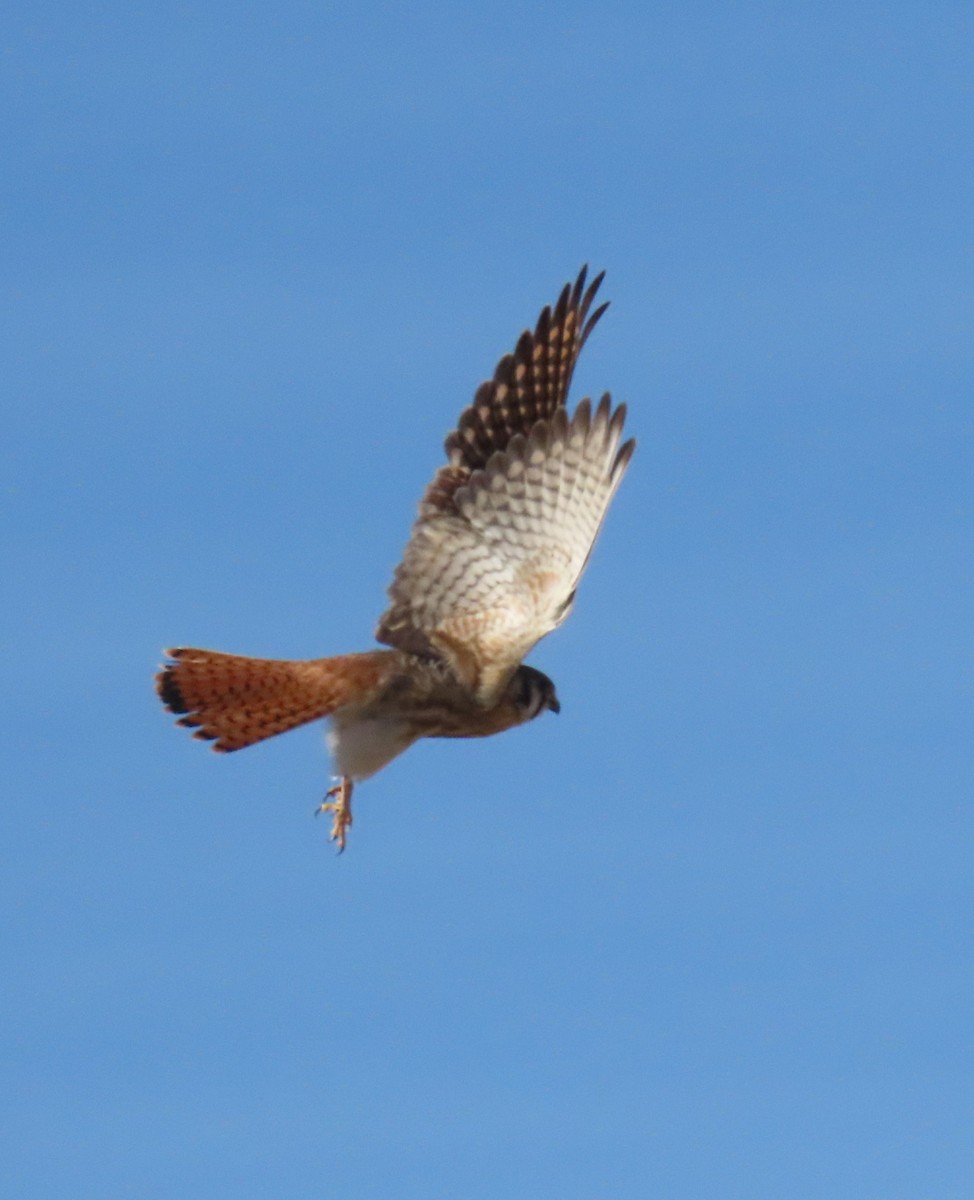 American Kestrel - ML628636266