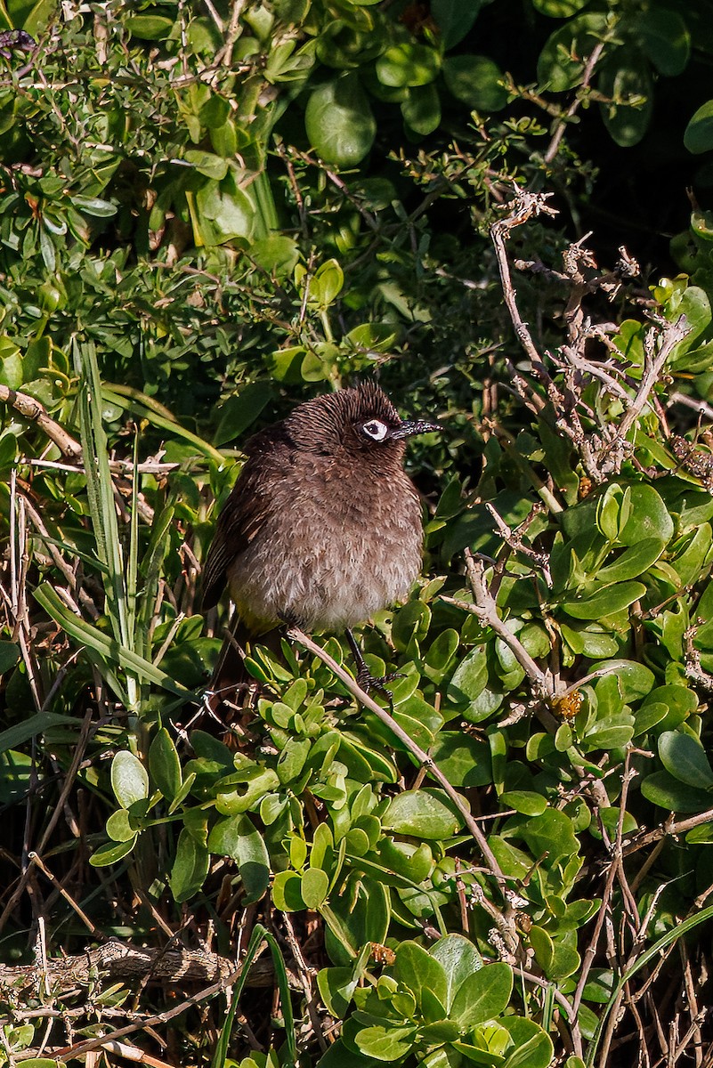 Cape Bulbul - ML628636535