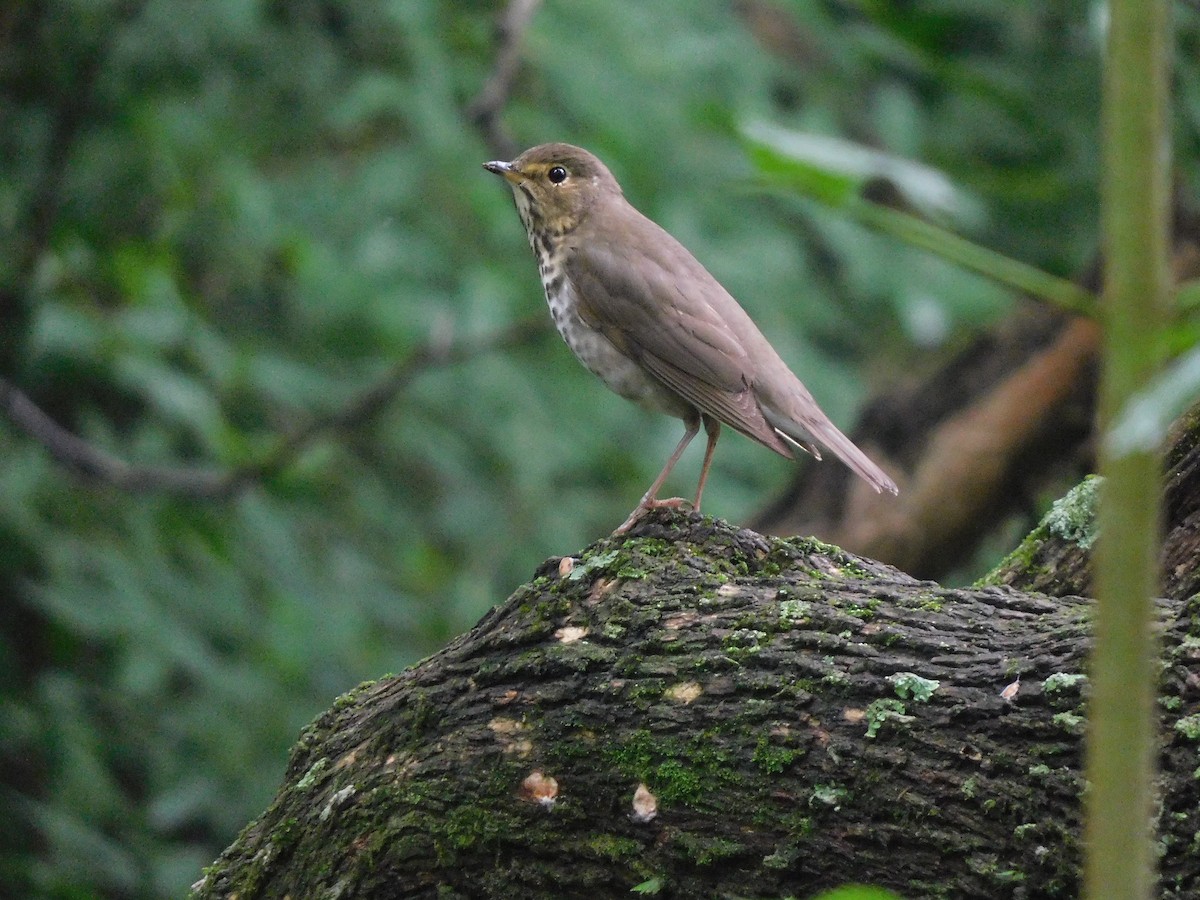 Swainson's Thrush - ML628636549