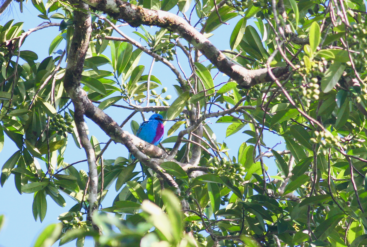 Lovely Cotinga - ML628636735