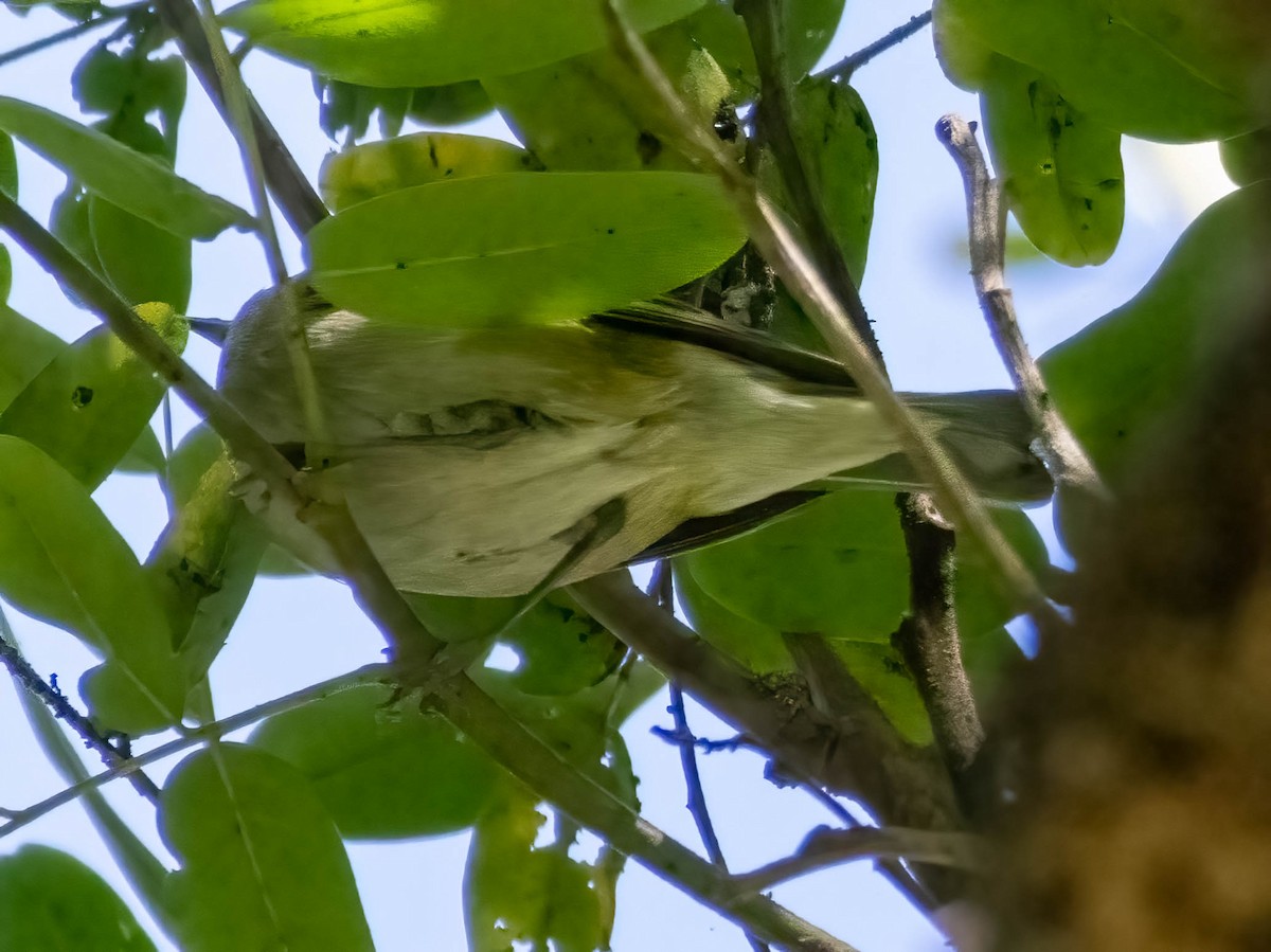 Tennessee Warbler - ML628636866