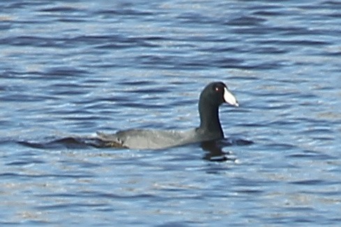 American Coot - ML628637030