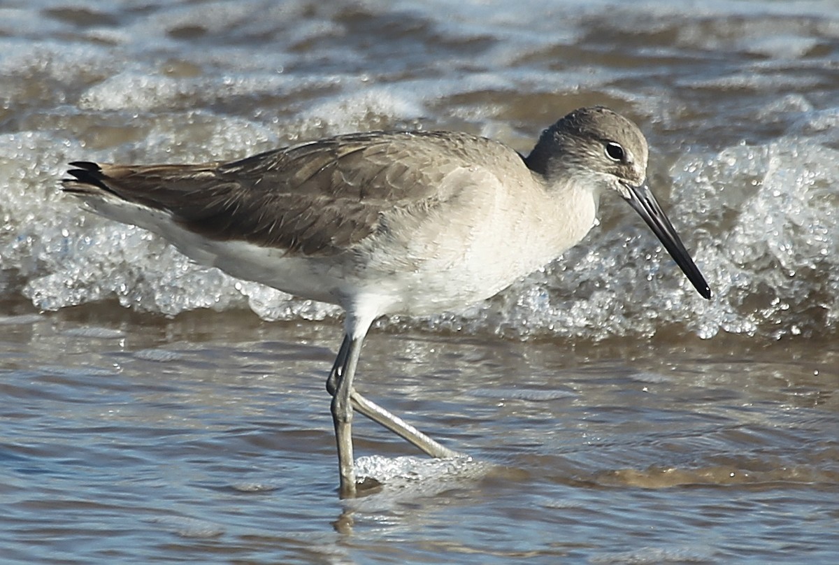 Willet - ML628637040