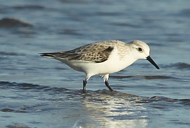 Sanderling - ML628637044