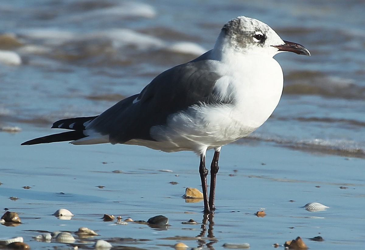 Laughing Gull - ML628637052