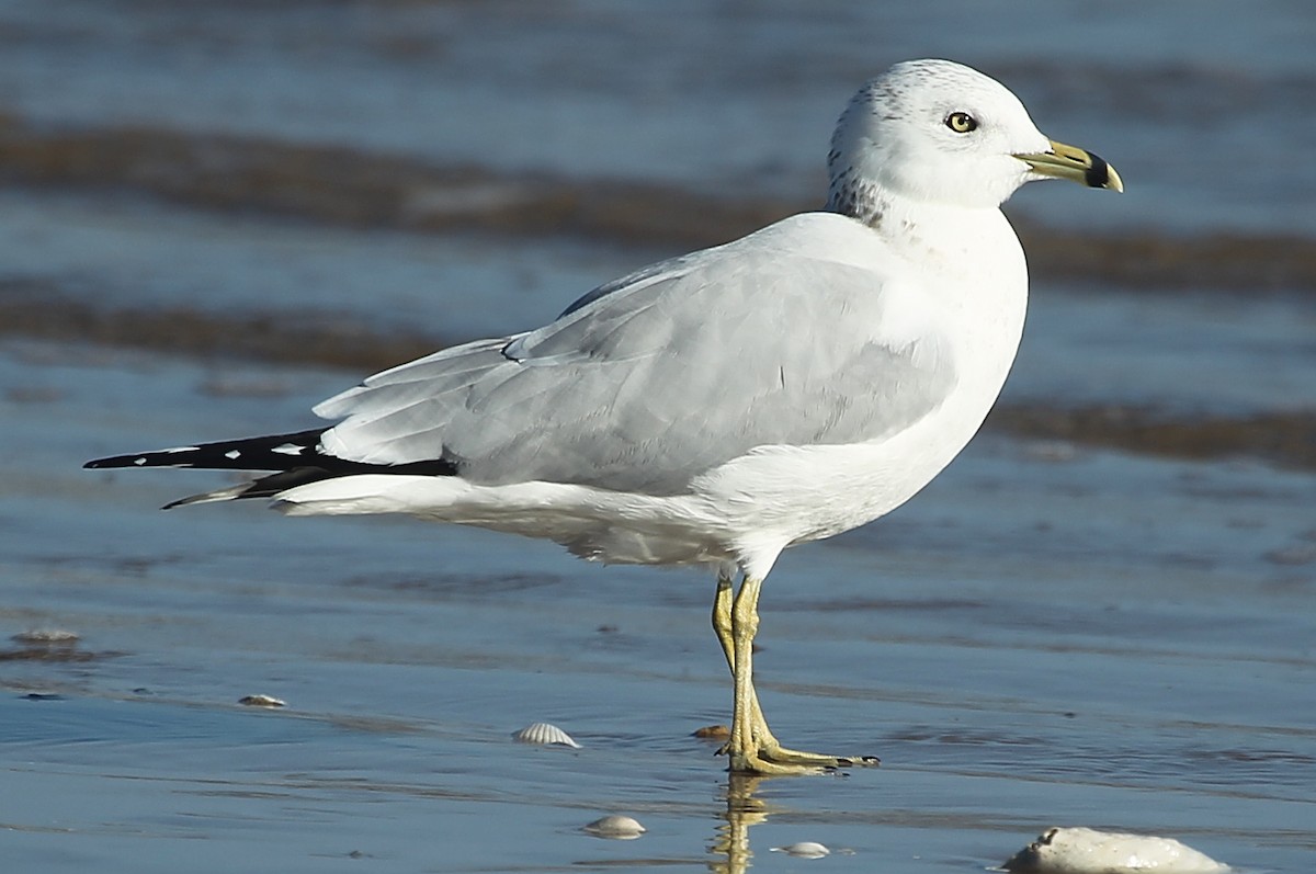 Ring-billed Gull - ML628637059