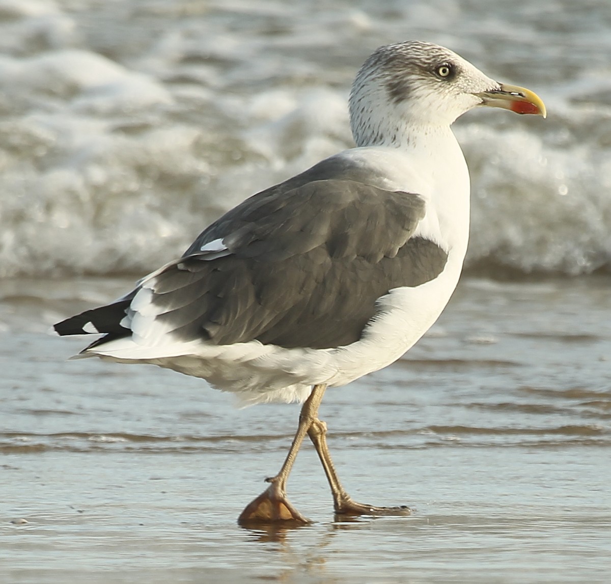 Lesser Black-backed Gull - ML628637066