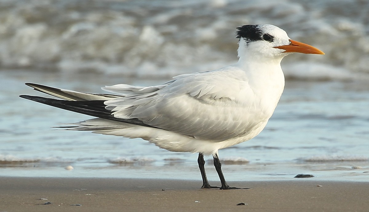 Royal Tern - ML628637075