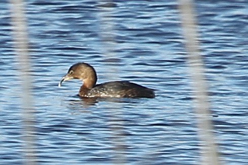 Pied-billed Grebe - ML628637077