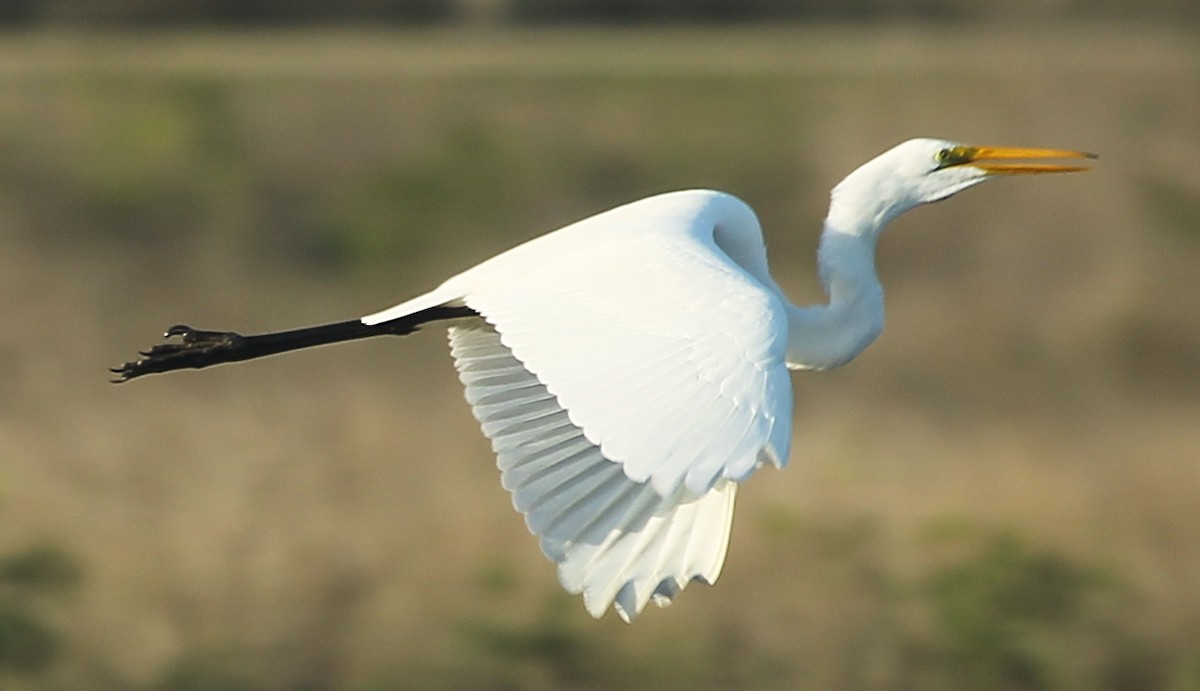 Great Egret - ML628637093