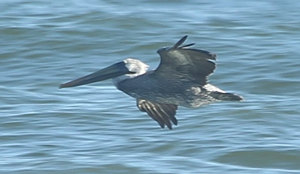 Brown Pelican - ML628637097