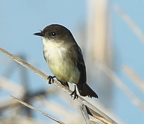 Eastern Phoebe - ML628637110