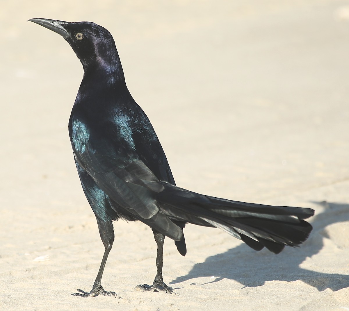 Great-tailed Grackle - ML628637124