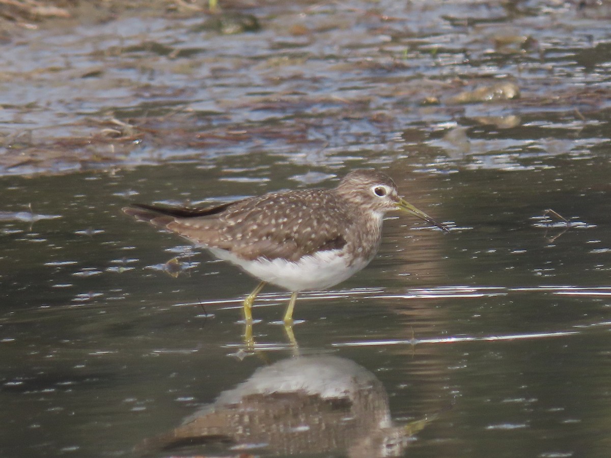 Solitary Sandpiper - ML628637171