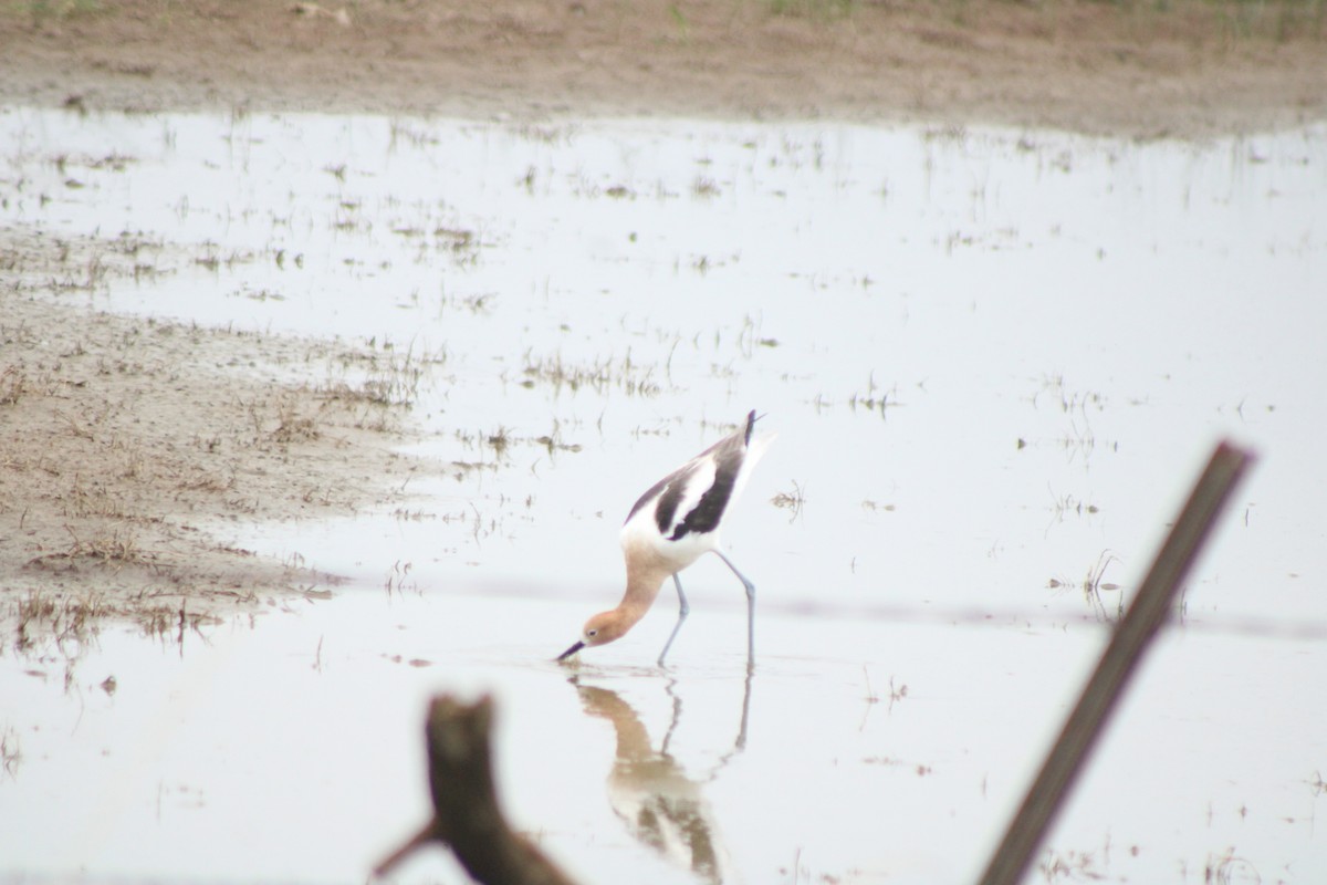 American Avocet - ML628637436