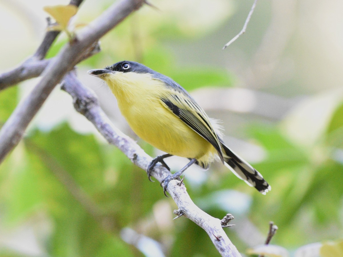 Common Tody-Flycatcher - Siva Gopalnarayanan