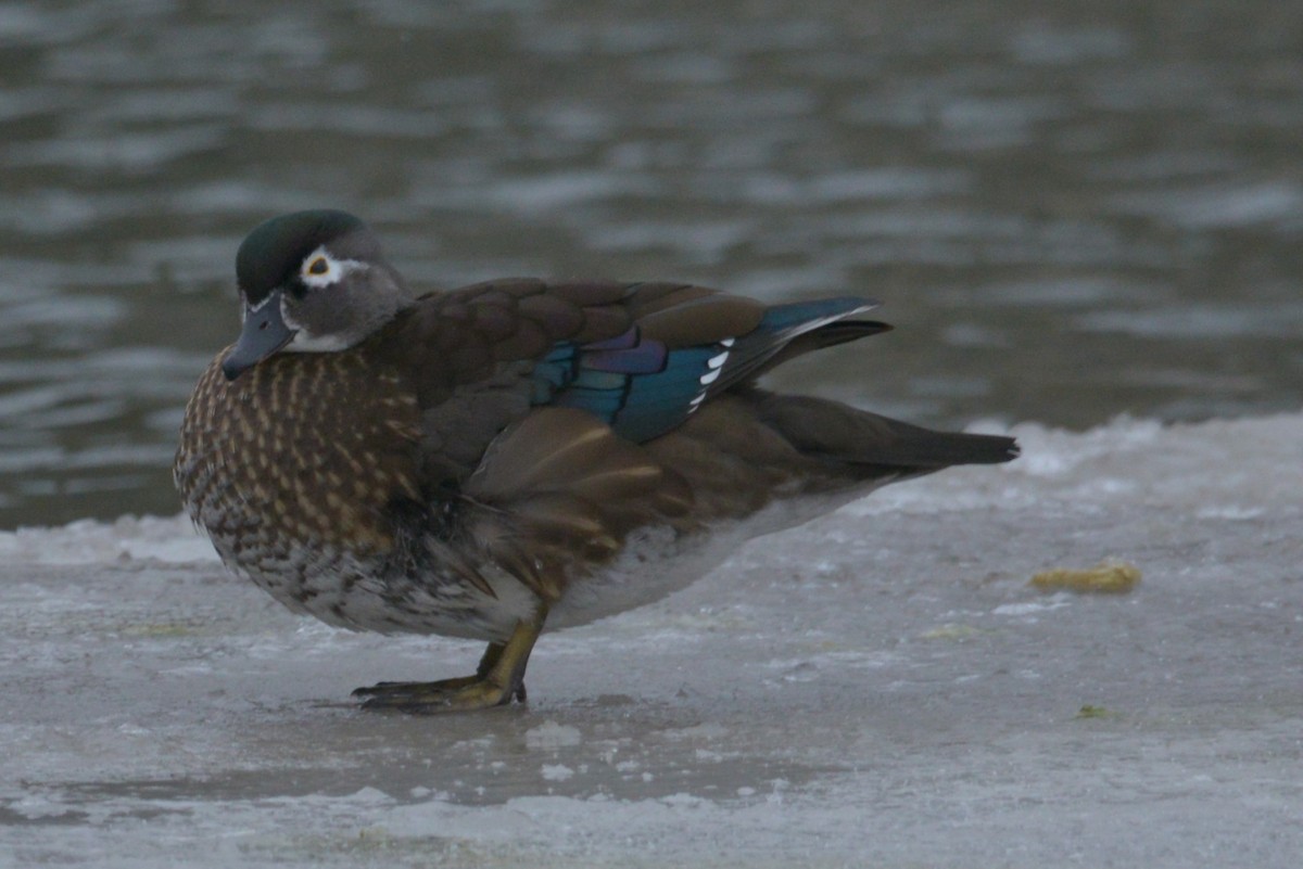 Wood Duck - ML628637569