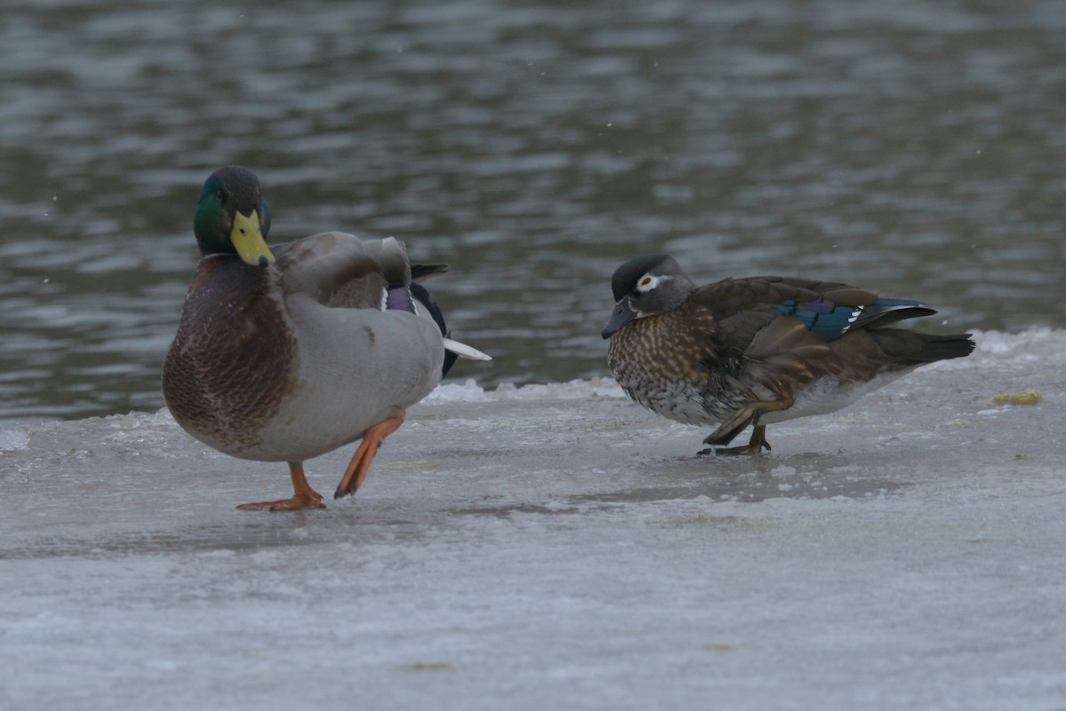 Wood Duck - ML628637570
