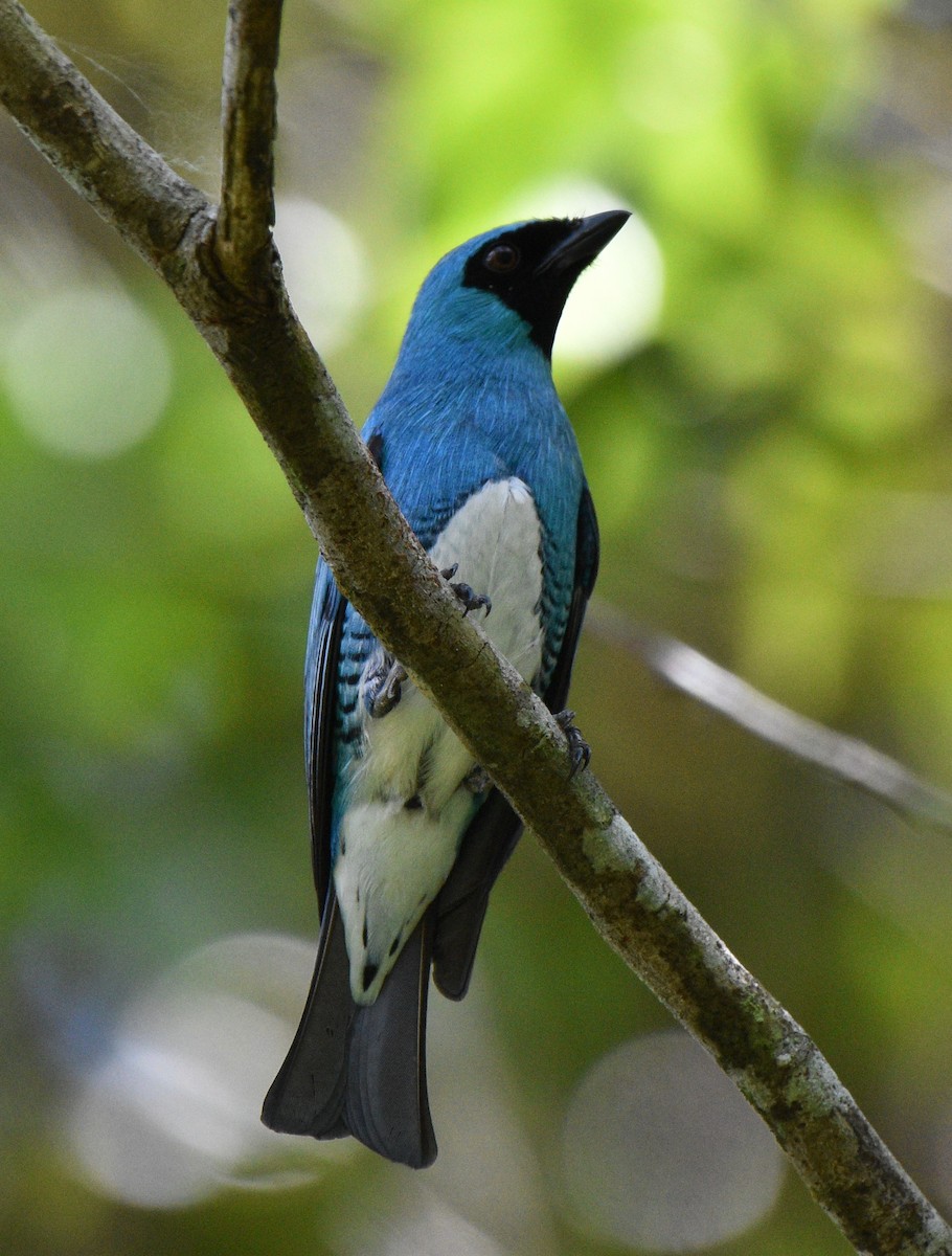Swallow Tanager - Siva Gopalnarayanan