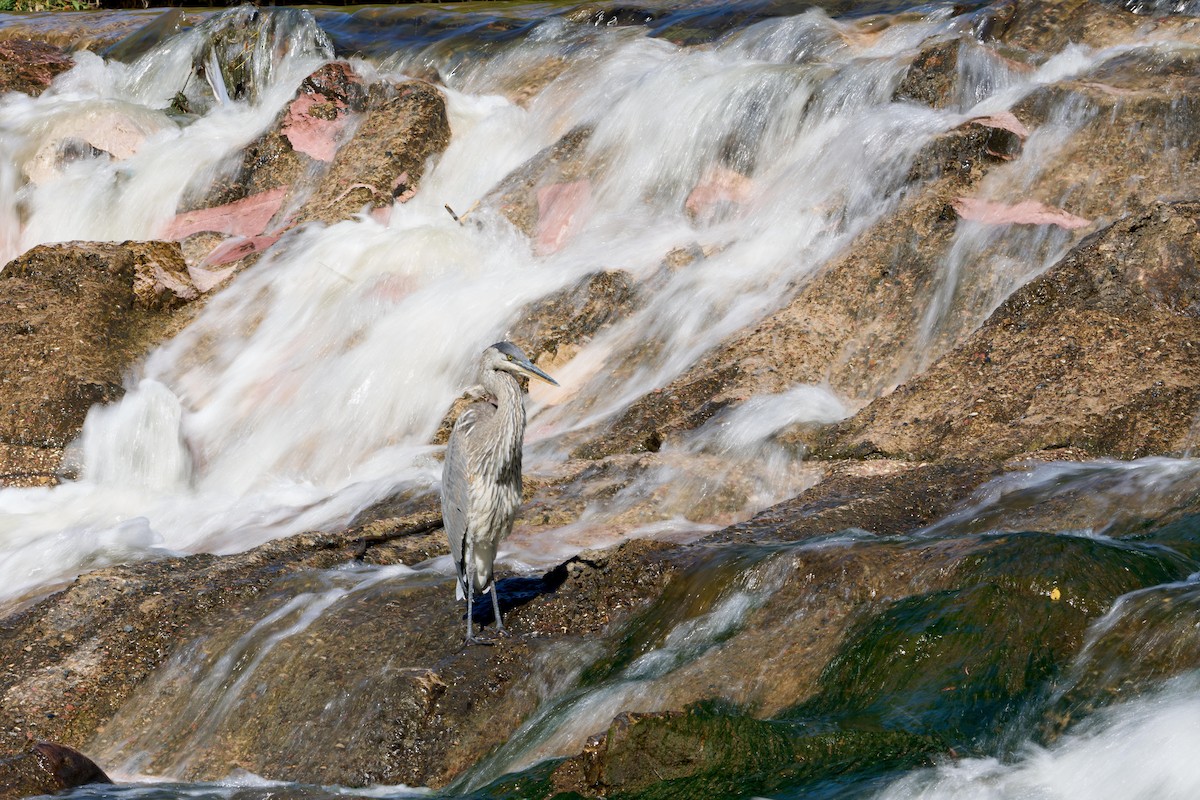 Great Blue Heron - ML628638170