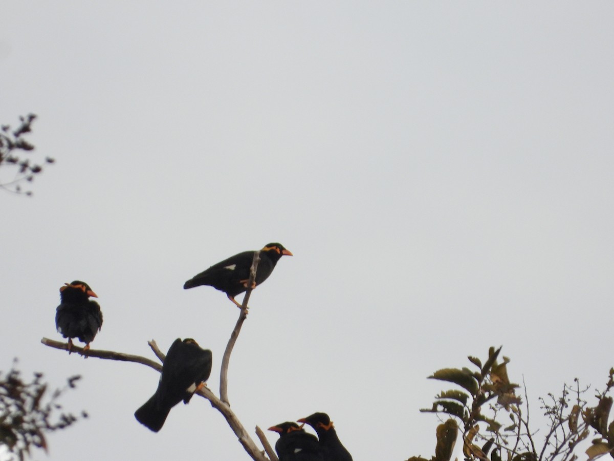 Common Hill Myna - ML628638465