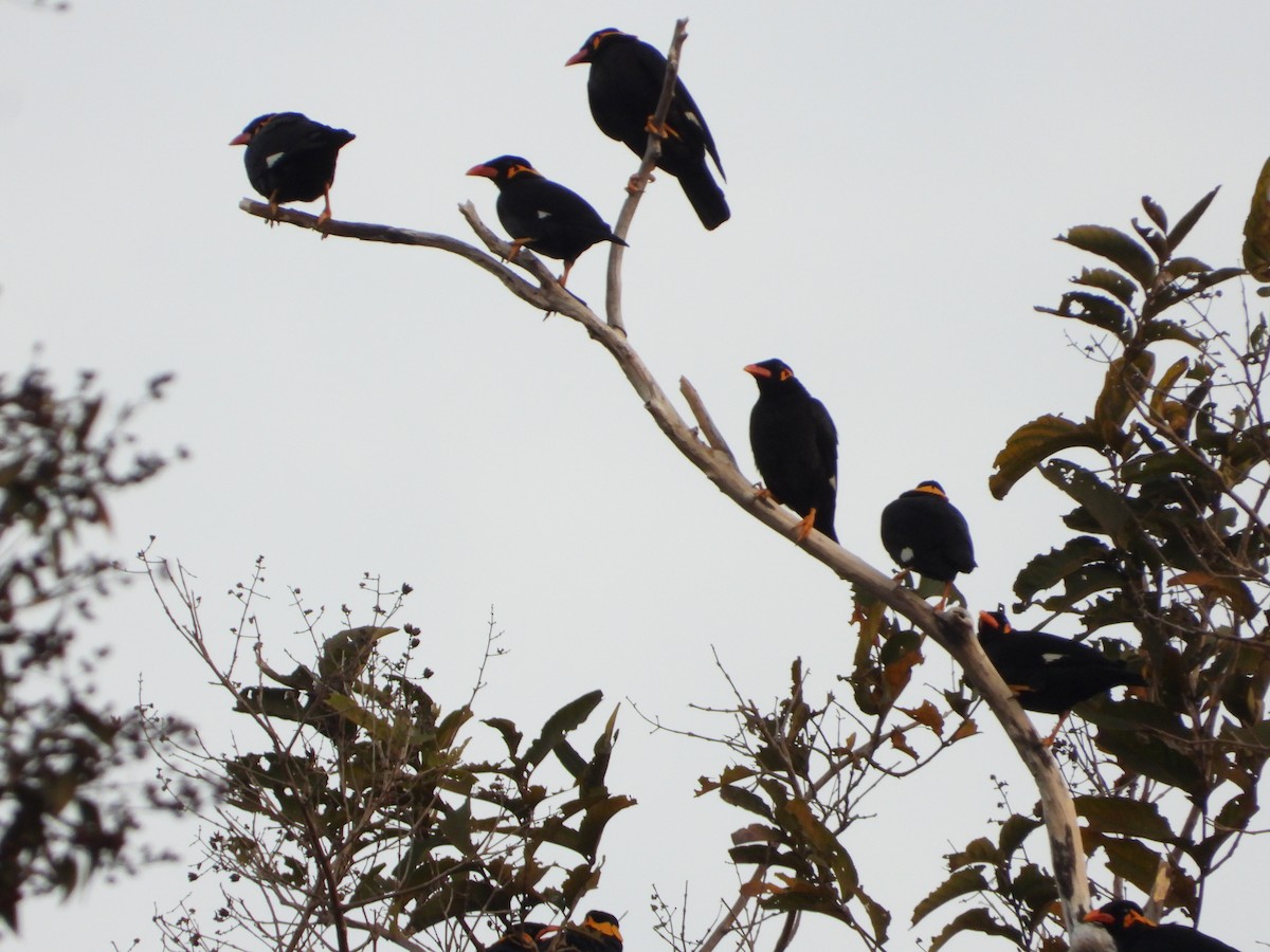 Common Hill Myna - ML628638466