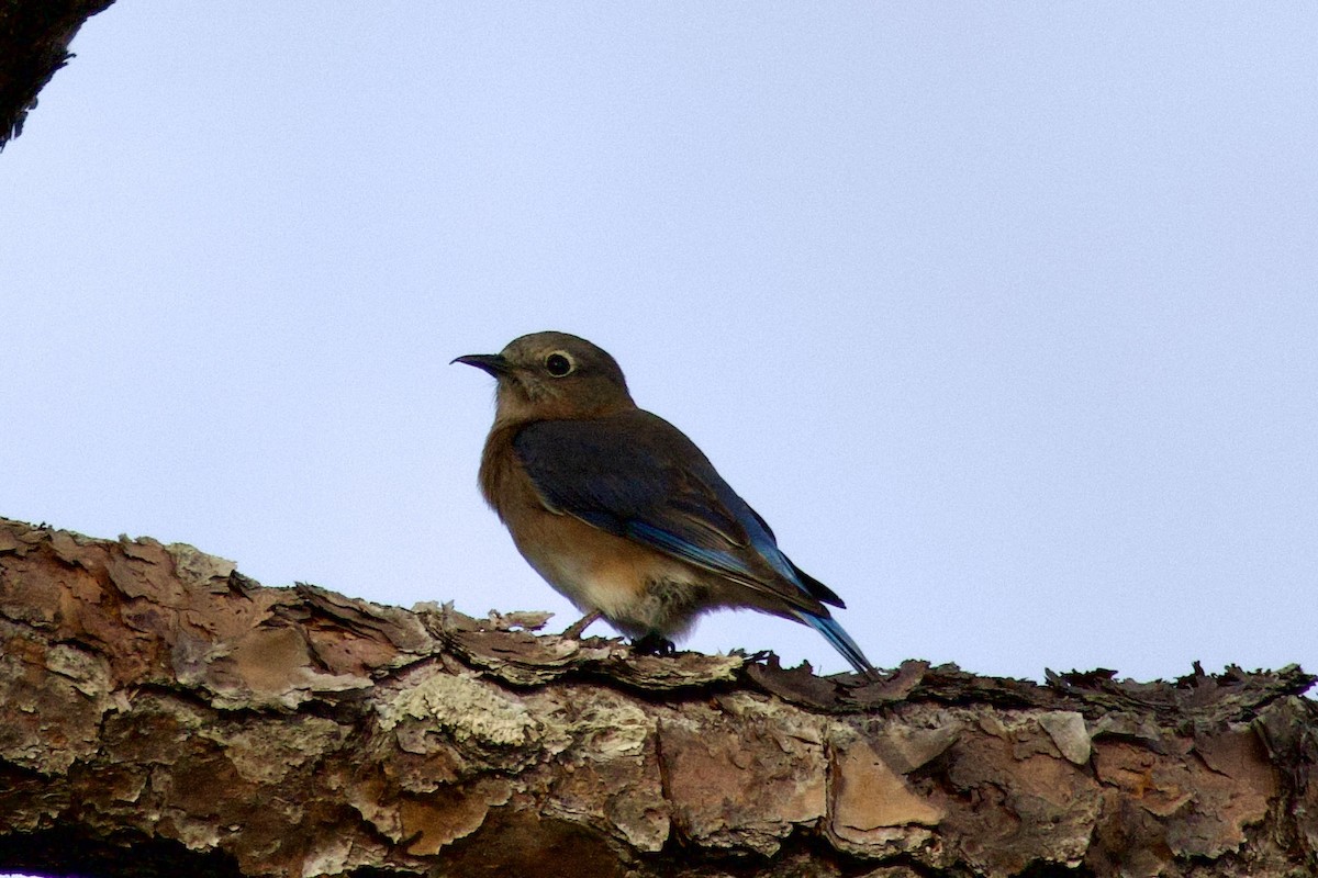 Eastern Bluebird - ML628638508