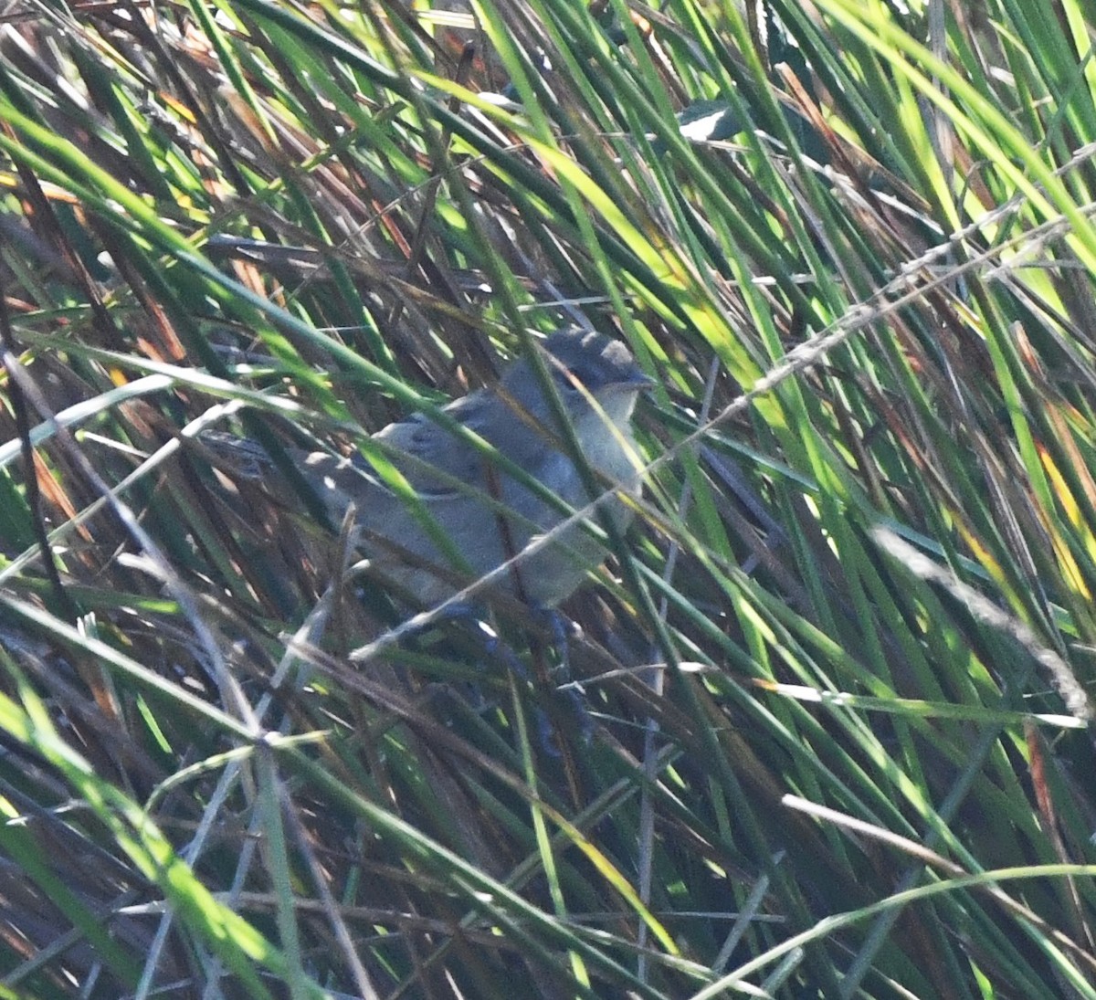 Little Grassbird - ML628638515