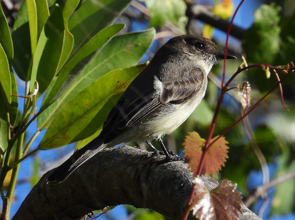 Eastern Phoebe - ML628638562