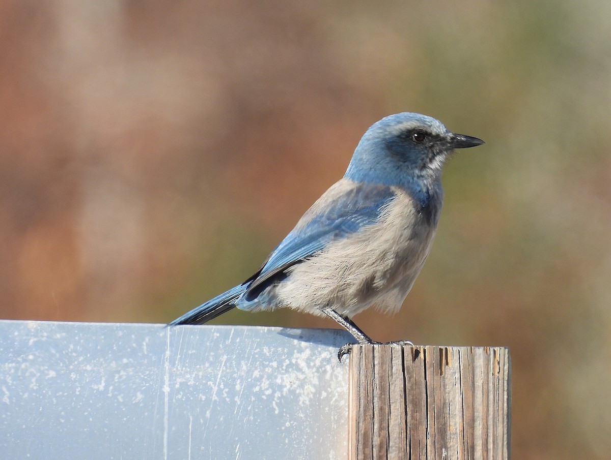 Florida Scrub-Jay - ML628638585