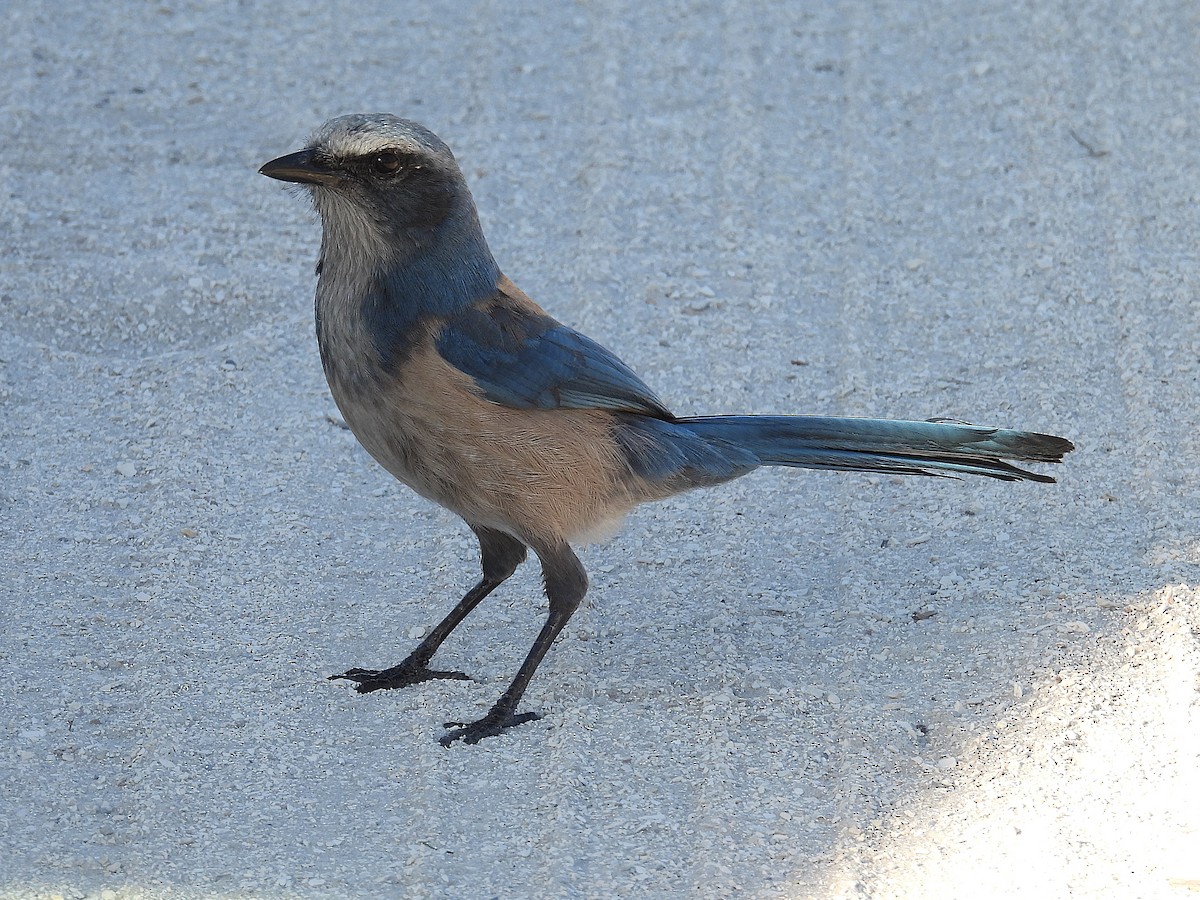 Florida Scrub-Jay - ML628638605