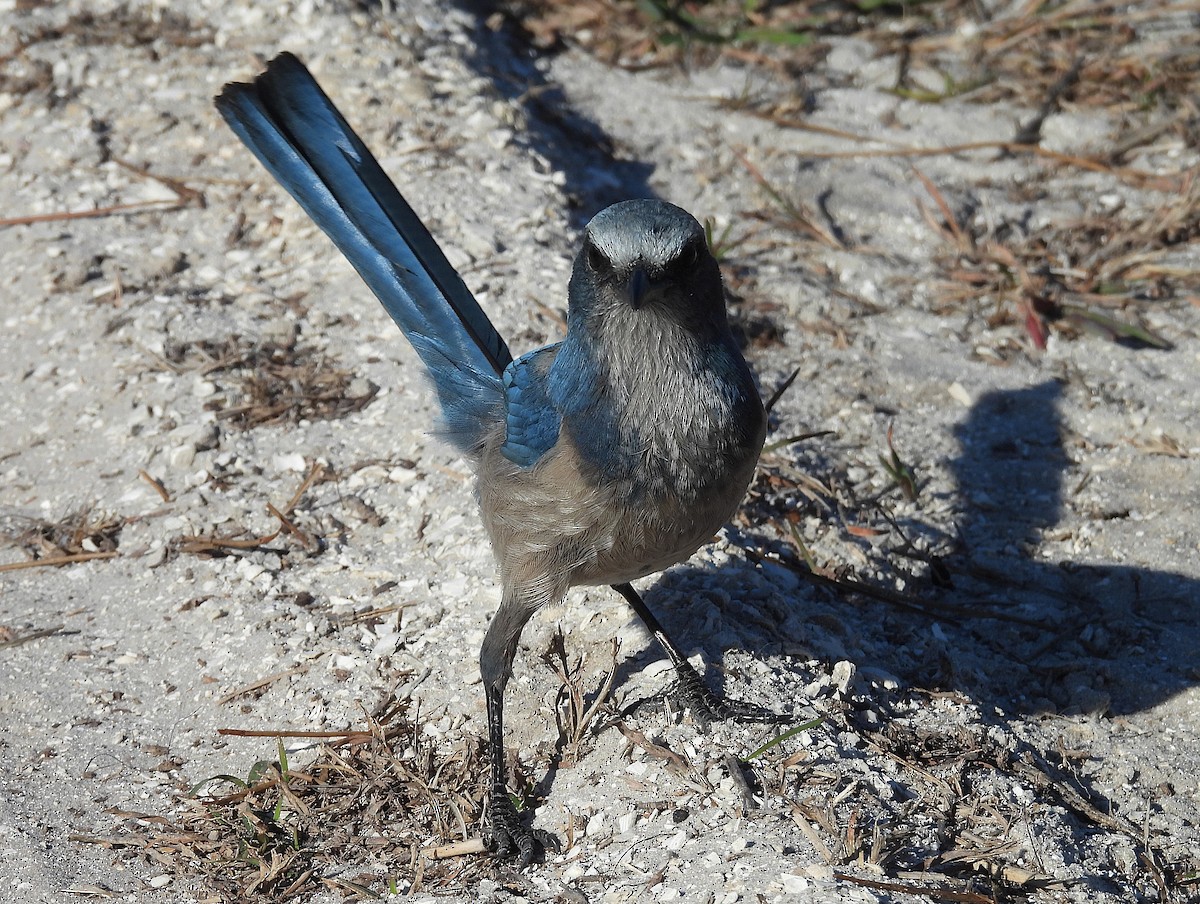 Florida Scrub-Jay - ML628638619
