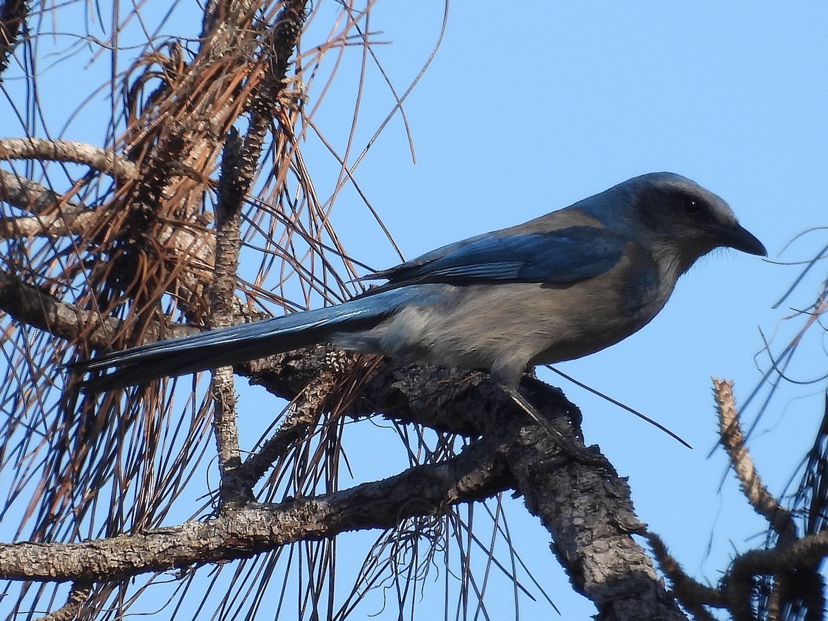 Florida Scrub-Jay - ML628638644