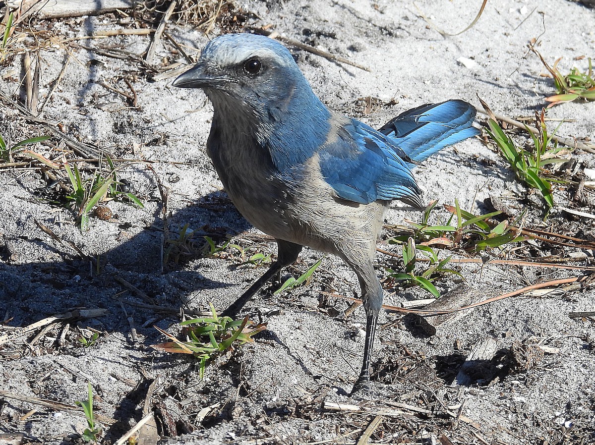 Florida Scrub-Jay - ML628638664