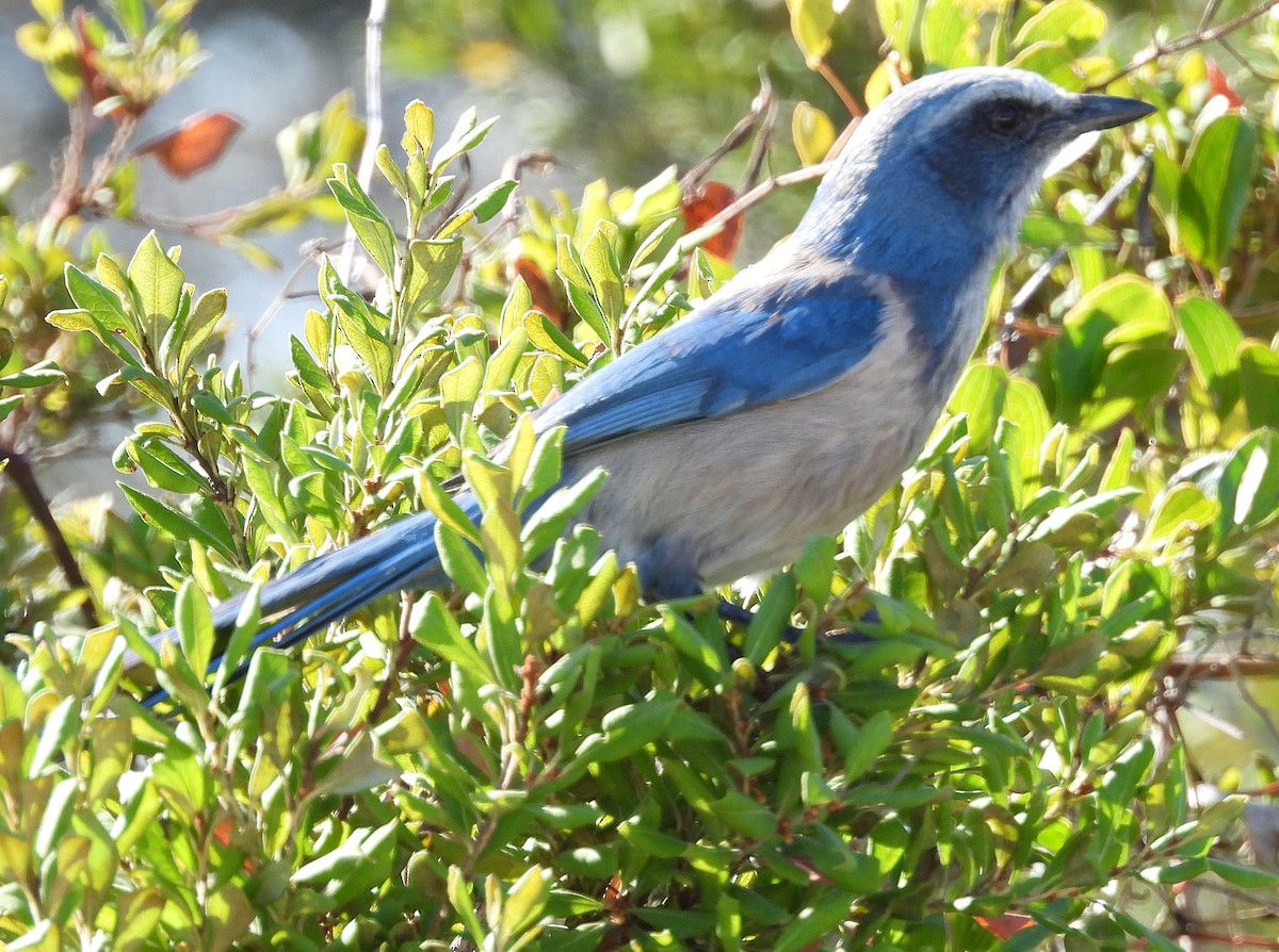 Florida Scrub-Jay - ML628638683