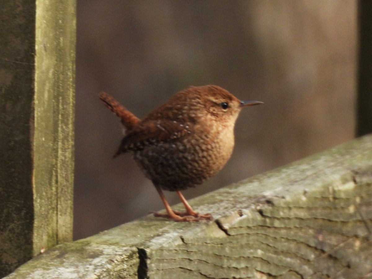 Winter Wren - ML628638707