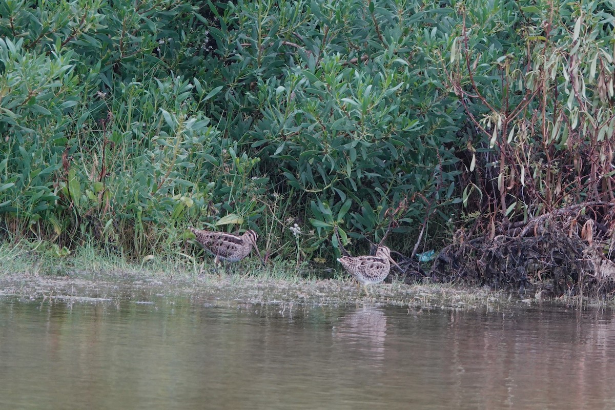 Latham's Snipe - ML628638798