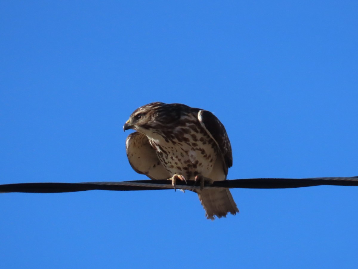 Broad-winged Hawk - ML628638831