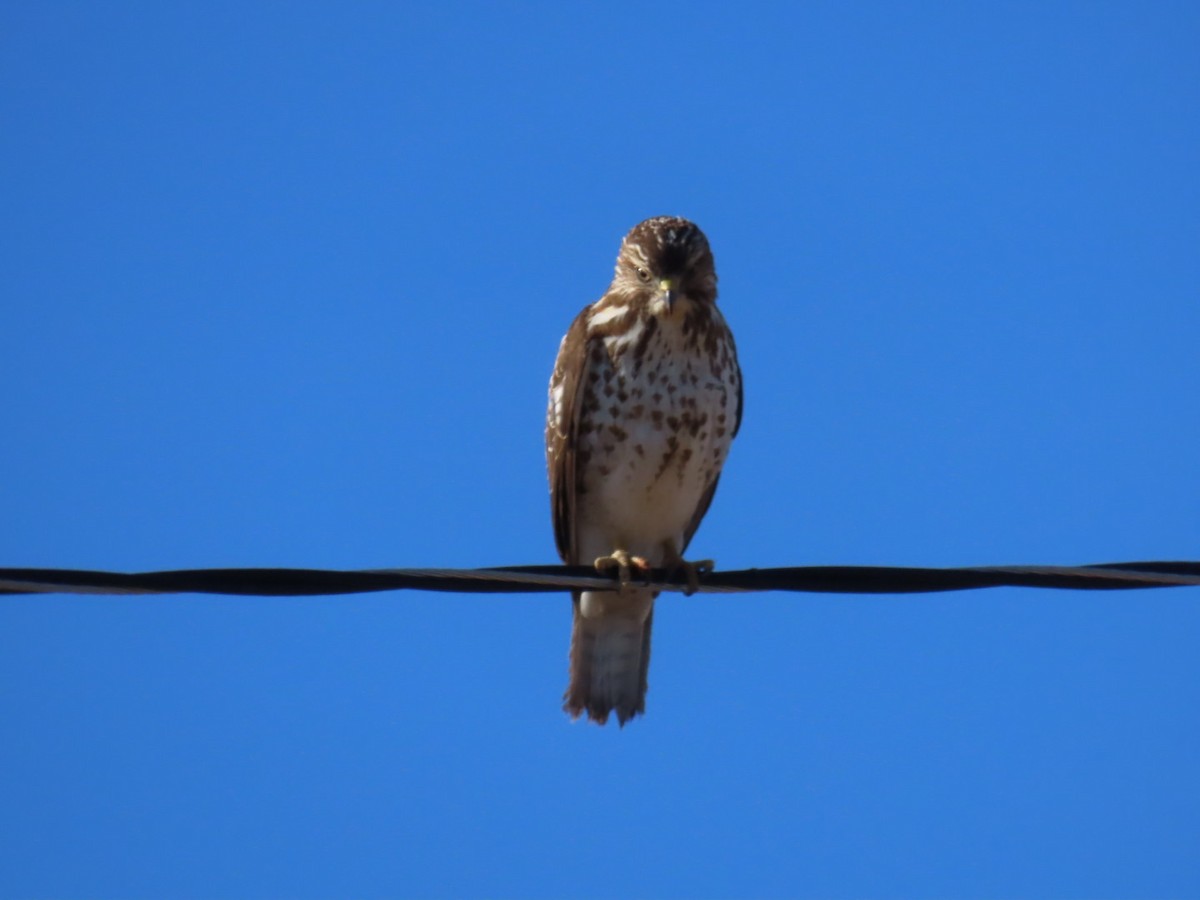 Broad-winged Hawk - ML628638832
