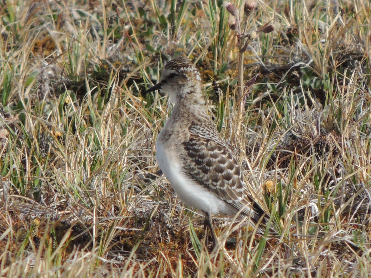 Baird's Sandpiper - ML628638861