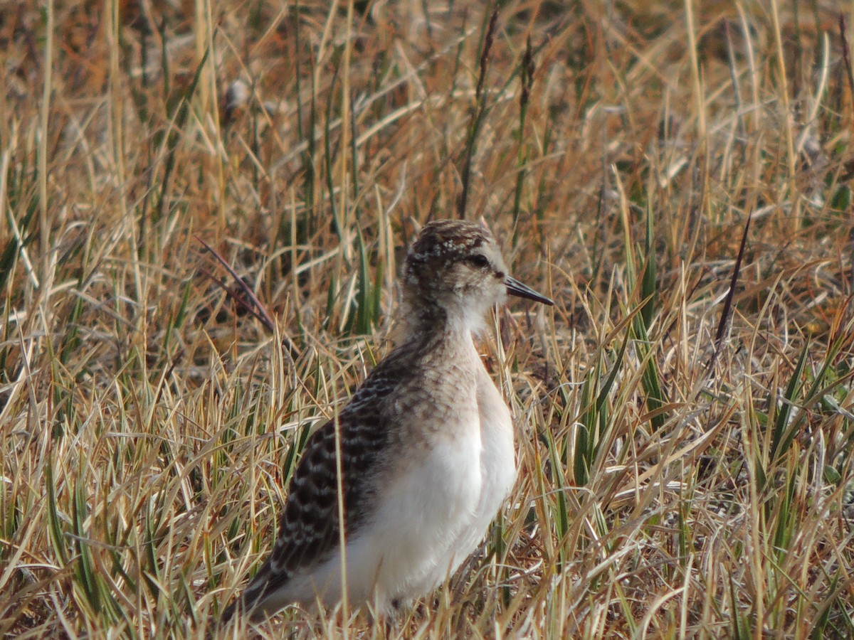 Baird's Sandpiper - ML628638893