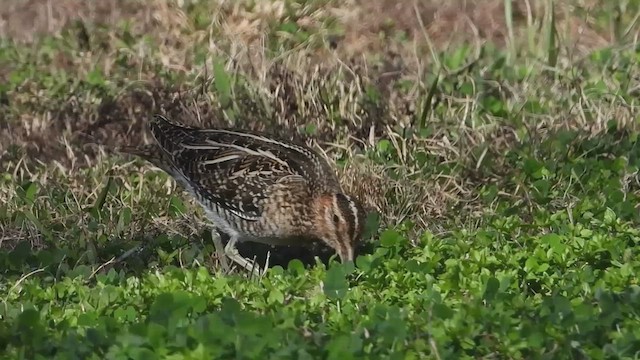 Wilson's Snipe - ML628638900