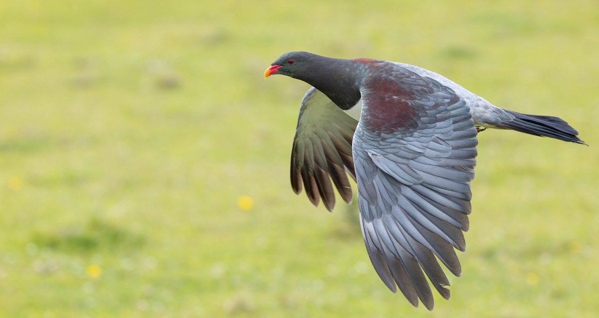Chatham Islands Pigeon - ML628638926
