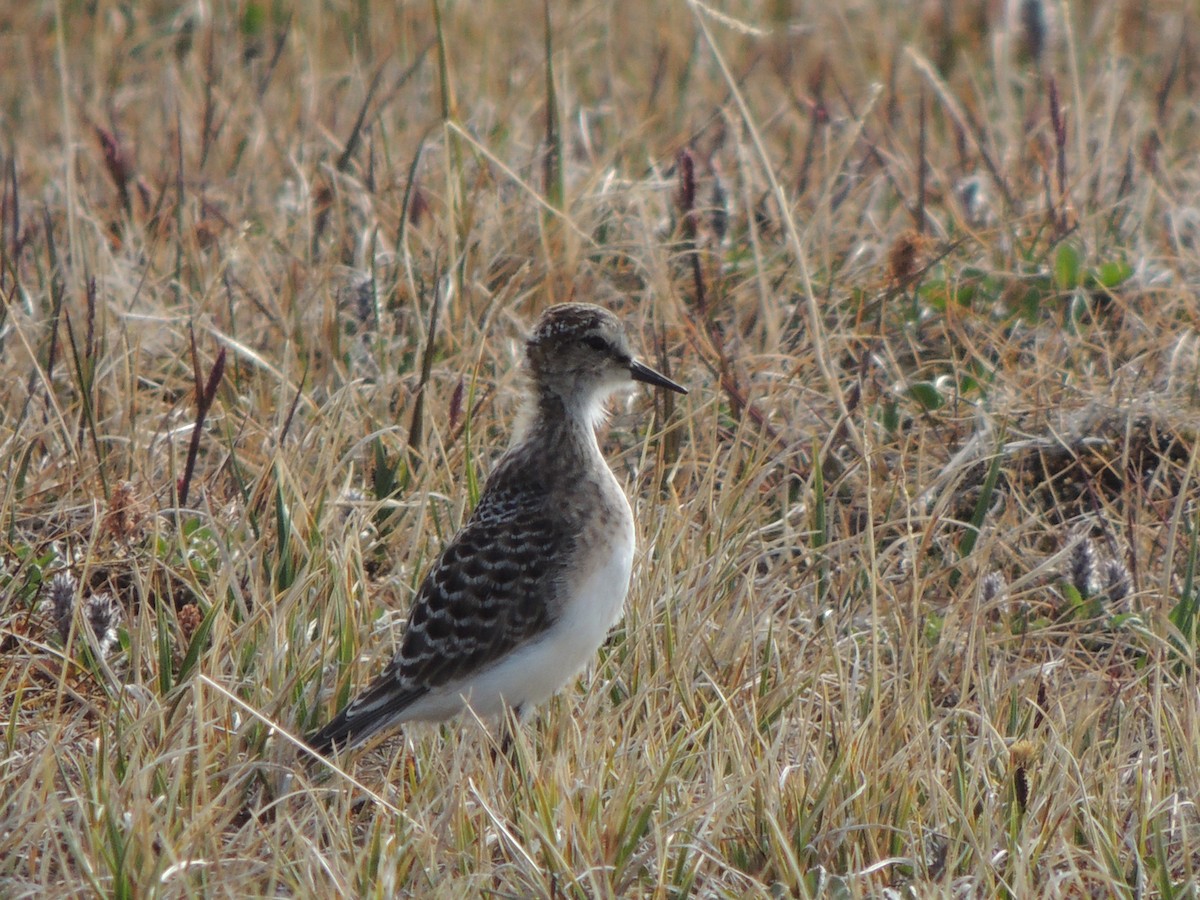 Baird's Sandpiper - ML628638949